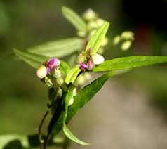 Image result for Polygala persicariifolia