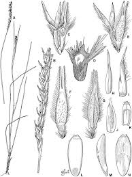 Image result for Elionurus tripsacoides