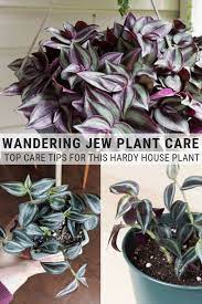 How To Care For A Wandering Tradescantia Zebrina Plant Plants Wondering Jew Plant Hanging Plants Indoor