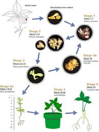 flow chart of the protocol for plant micropropagation of