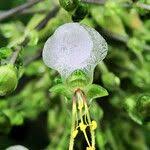 Image result for Aneilema beniniense