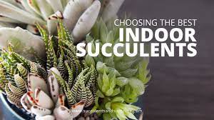 With more than 60 different types of indoor plants in our exclusive list, you will have no problem picking the best houseplants for your home! Types Of Succulents To Grow Indoors Succulents In Seconds Youtube