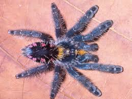 The necklace is an 18 inches long and a faux black suade material. Tarantula Pictures Colorful New Species Discovered
