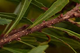 Image result for Myrica serrata