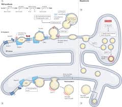 Image result for Lipid
