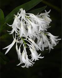 Image result for Bulbophyllum prorepens