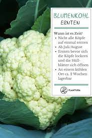 Blumenkohl wird nach etwa fünf monaten reif, das heißt man kann bei früher aussaat bereits im juni blumenkohl ernten. Blumenkohl Einfrieren Lagern Plantura Blumenkohl Pflanzen Garten Anpflanzen Gemuse Anpflanzen