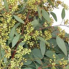 Willow Seeded Eucalyptus Greenery Fiftyflowers Com Seeded Eucalyptus Green Wedding Flowers Wholesale Flowers