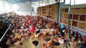 Tapi jangan khawatir, anda bisa membuat pakan ayam kampung alternatif untuk membuat ayam tumbuh sehat dan mudah bertelur. Video Korporate Persatuan Usahawan Ayam Kampung Malaysia Pusaka Youtube