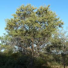 Image result for Combretum imberbe