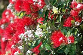 Maybe you would like to learn more about one of these? Pohutukawa Roten Blumen Bluhen Auf Den Monat Dezember In Neuseeland Lizenzfreie Fotos Bilder Und Stock Fotografie Image 43759548