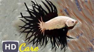 Usually having black, yellow, red or orange color patches, they are quite expensive compared to the. Most Beautiful Expensive Betta Fish Care Common Disease Treatment Youtube