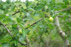 Image result for Commiphora tenuipetiolata