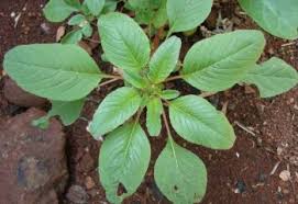 Image result for Amaranthus thunbergii
