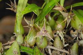 蘭科 寶石蘭屬 綠花寶石蘭 全株 杉林溪 sunipia andersonii orchids bromeliads rarity