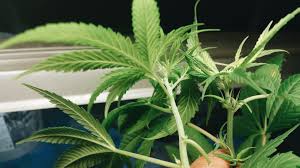 At these junctures between the main stem and branches, you should see early signs of a male or female plant. How To Tell Male From Female Pot Plants Medical Marijuana Seeds Center
