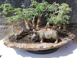 Image result for Acacia burkei