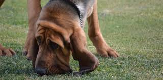 Bloodhound 101 American Bloodhound Club