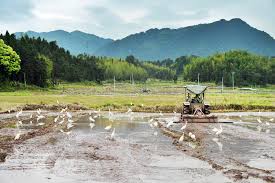 Google has many special features to help you find exactly what you're looking for. Cha Bei èŒ¶ æ¯ Grain Rain è°·é›¨