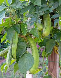 Image result for Canavalia ensiformis