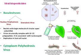Unlike most living things, viruses do not have cells that divide; Viral Biopesticides And Their Pest Control Mechanism Source Download Scientific Diagram