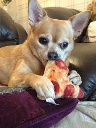 Suki The Chihuahua Eating Toy Pizza Dog Love Chihuahua Dogs