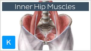 Here we explain the hip and groin muscles, their actions and exercises. Hip And Thigh Muscles Anatomy And Functions Kenhub
