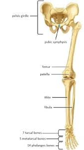 Human body homepage the body homepage interactive body skeleton game facts and features skeleton anatomy diagram arm and shoulder broken bones hands and feet joints pelvis ribcage skull spine teeth psychology tests disgust spot the fake smiles memory test. Skeletal System Diagrams
