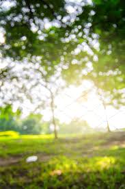 But we have made these blur backgrounds in hd, to make your work. Tree Background Images For Photoshop Editing Free Download Novocom Top