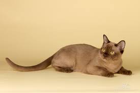 How long does parvo last? Panleukopenia Kucing Wikipedia Bahasa Indonesia Ensiklopedia Bebas