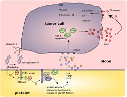 Переглядів 13 тис.4 роки тому. Impact Of The Interaction Between Gpvi And Galectin 3 On Cancer Download Scientific Diagram