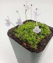 Image result for Utricularia