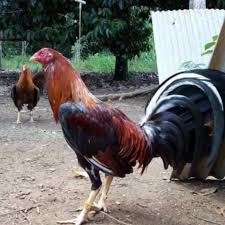 Akan tetapi jika belum ada yang mati setelah batas waktu yang ditentukan sudah berakhir. 3 Jeni S Ayam Peruvian Yg Terkuat Di Dunia Ayam Sabong Taji Facebook