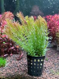 Image result for Rotala capensis