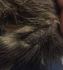 Hair loss in cats, or cat alopecia, is a common problem for felines. Tufts Of Fur And Small Scabs Are Falling Off The Base Of My Kittens Tail Could This Be A Flea Allergy And How Do I Treat It Petcoach