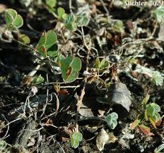 Image result for Marsilea vera