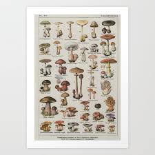 Vintage French Mushroom Identification Chart Art Print By Wilsongraphics