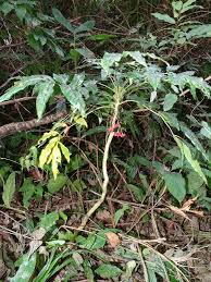 Image result for Phyllanthus macranthus