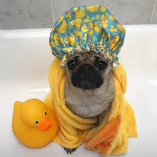 Doug The Pug Suivez Doug Dans Toutes Ses Mises En Scene Rigolotes Son Air Impassible Ajoute Une Touche Ironique Cute Pugs Cute Funny Animals Cute Baby Animals