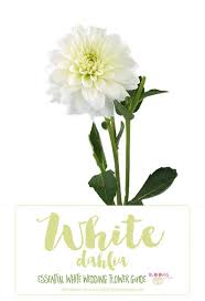 Maybe you would like to learn more about one of these? Essential White Wedding Flower Guide Names Types Pics