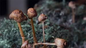 In fact, shrooms have been used since 9000 bc, where in many cultures they are ingested to induce a trance in the hopes of producing visions and communicating with gods. Research Story Tip Psychedelic Drug Psilocybin Tamps Down Brain S Ego Center
