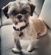 Kelowna Shih Tzu Puppy Shih Tzu Shih Tzu Grooming