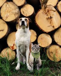 Henry Baloo On Instagram H B Take Modeling V Seriously Pawfessionals Cute Cats And Dogs Animals Friends Dog Cat