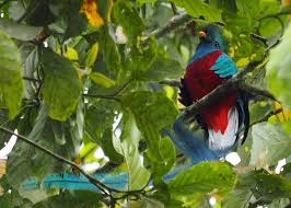 We provide professional and superior service along with friendly advice. Guatemala Conmemora El Dia Del Quetzal Ave Nacional