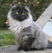 Documento Sin Titulo Siberian Cat Rare Cats Cute Cats