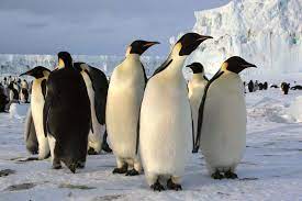 It probably cost more to raise a child then a penguin. How Do Penguins Tell Each Other Apart Britannica