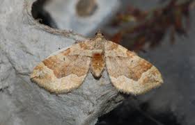 Image result for Pelurga comitata