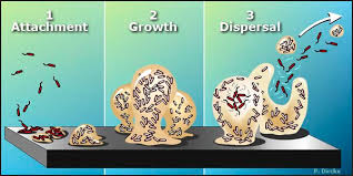 Image result for what makes a biofilm in sewage treatment