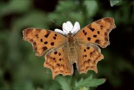 Image result for Polygonia c-album