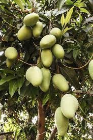 What To Do If A Mango Tree Does Not Produce Fruit Hunker Mango Tree Potted Trees Fruit Bearing Trees